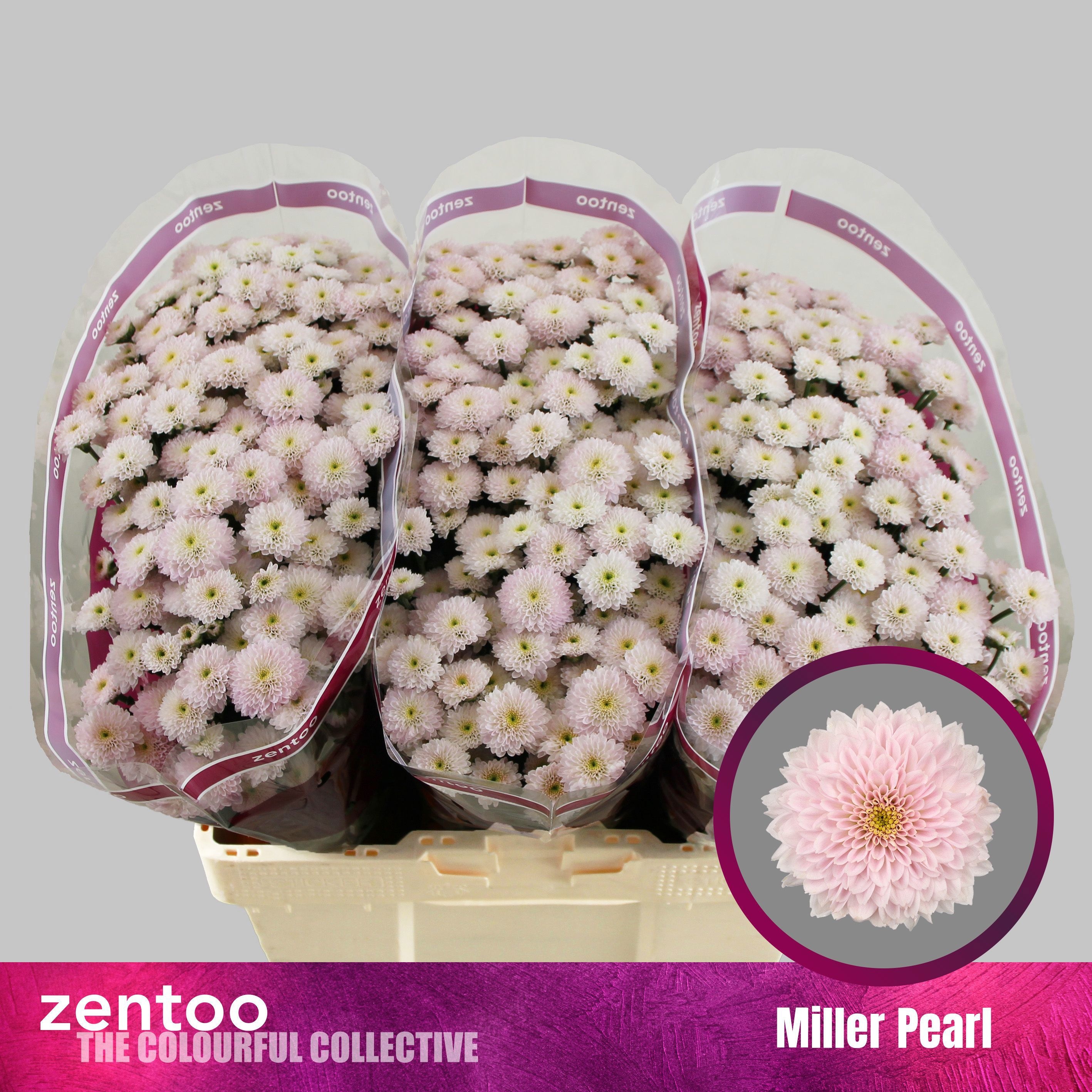 Chrys Santini Miller Pearl 55cm 130Ø