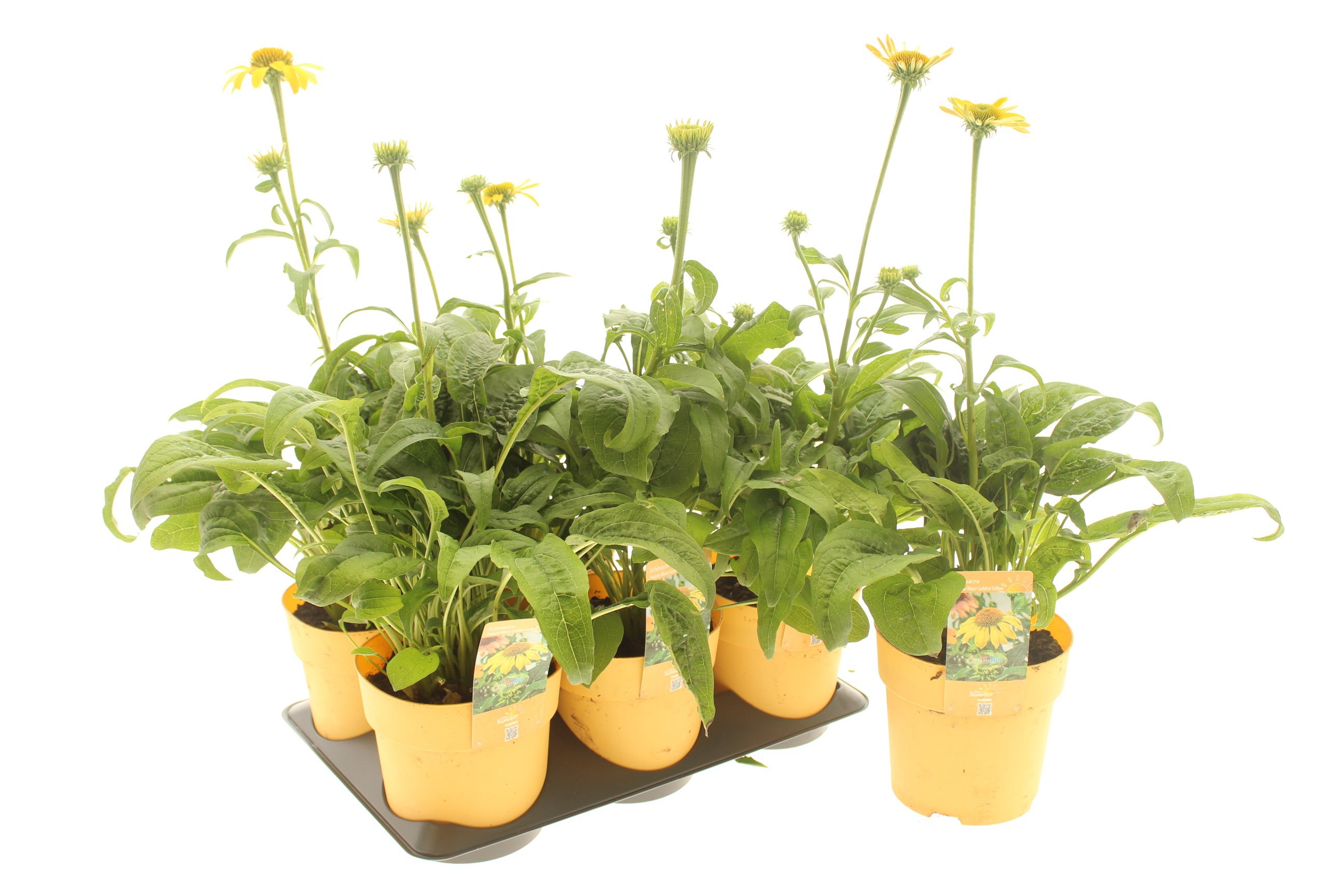 Echinacea Prairie Blaze Golden Yellow