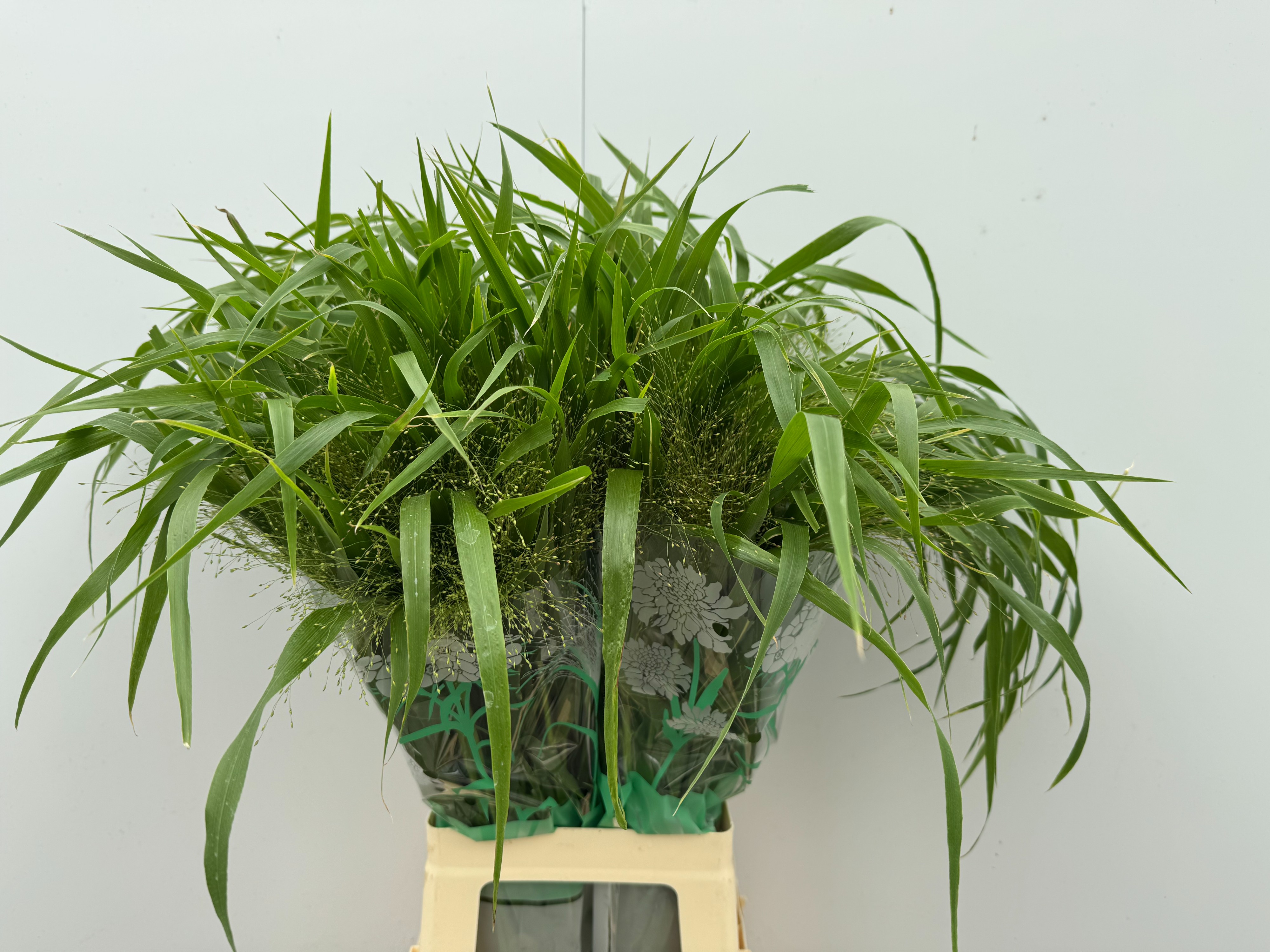 Panicum Fountain 80cm
