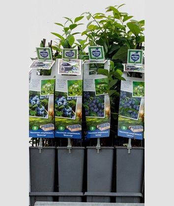 Vaccinium Mix VP2 - Vaccinium corymbosum Mix 2 liter blauwe bes (CC of laag)