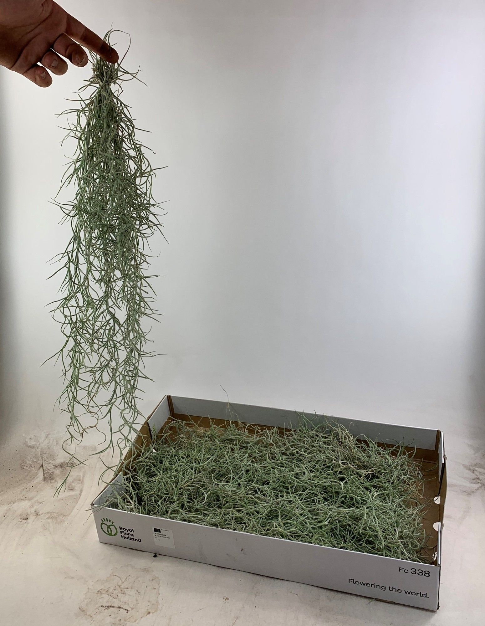 Till Usneoides