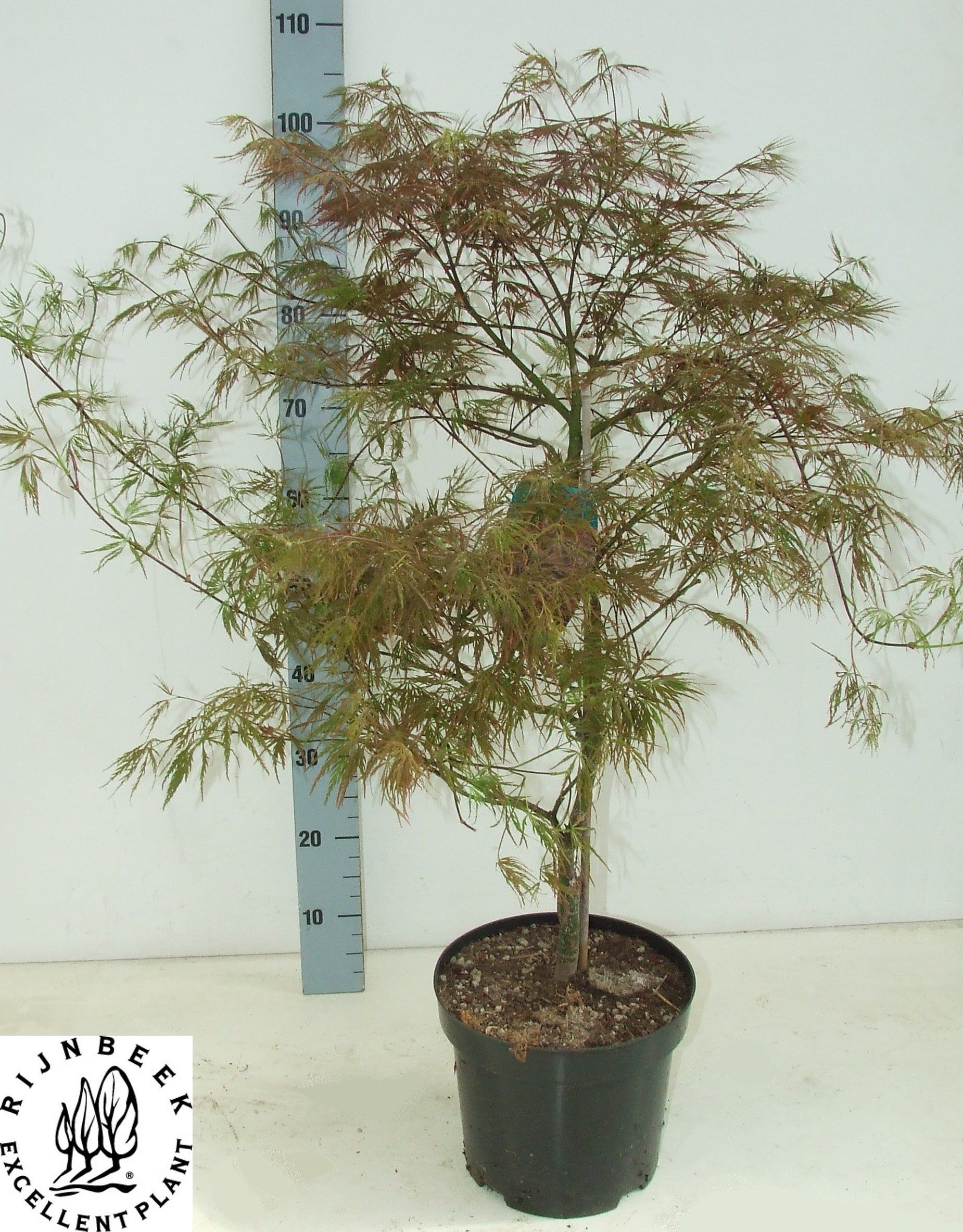 Acer palmatum 'Garnet' - Esdoorn