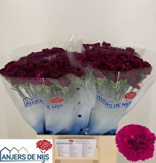 Dianthus St Yukari Violet 60cm