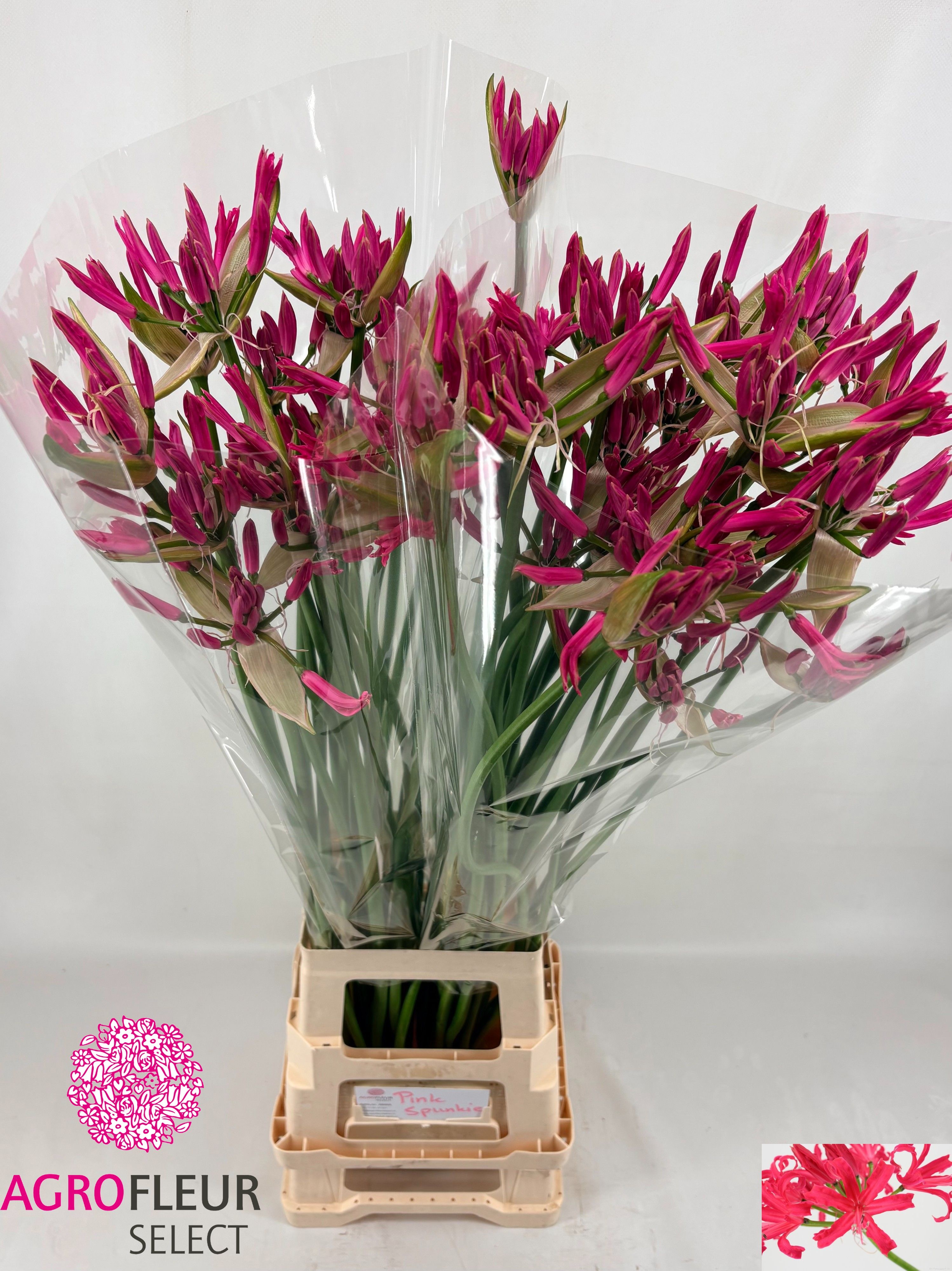 Ne Bo El Pink Spunky 90cm