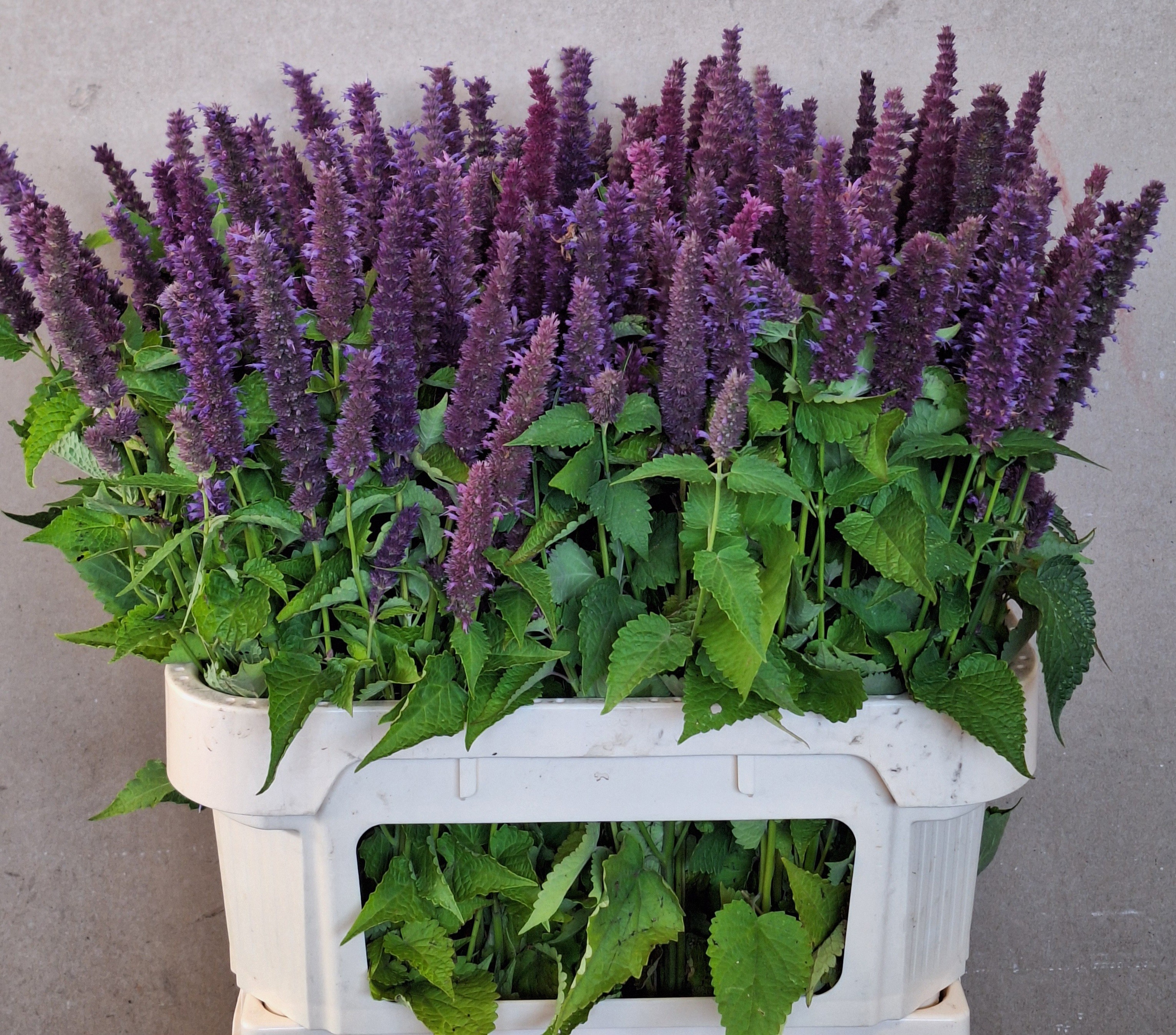 Agastache Ov