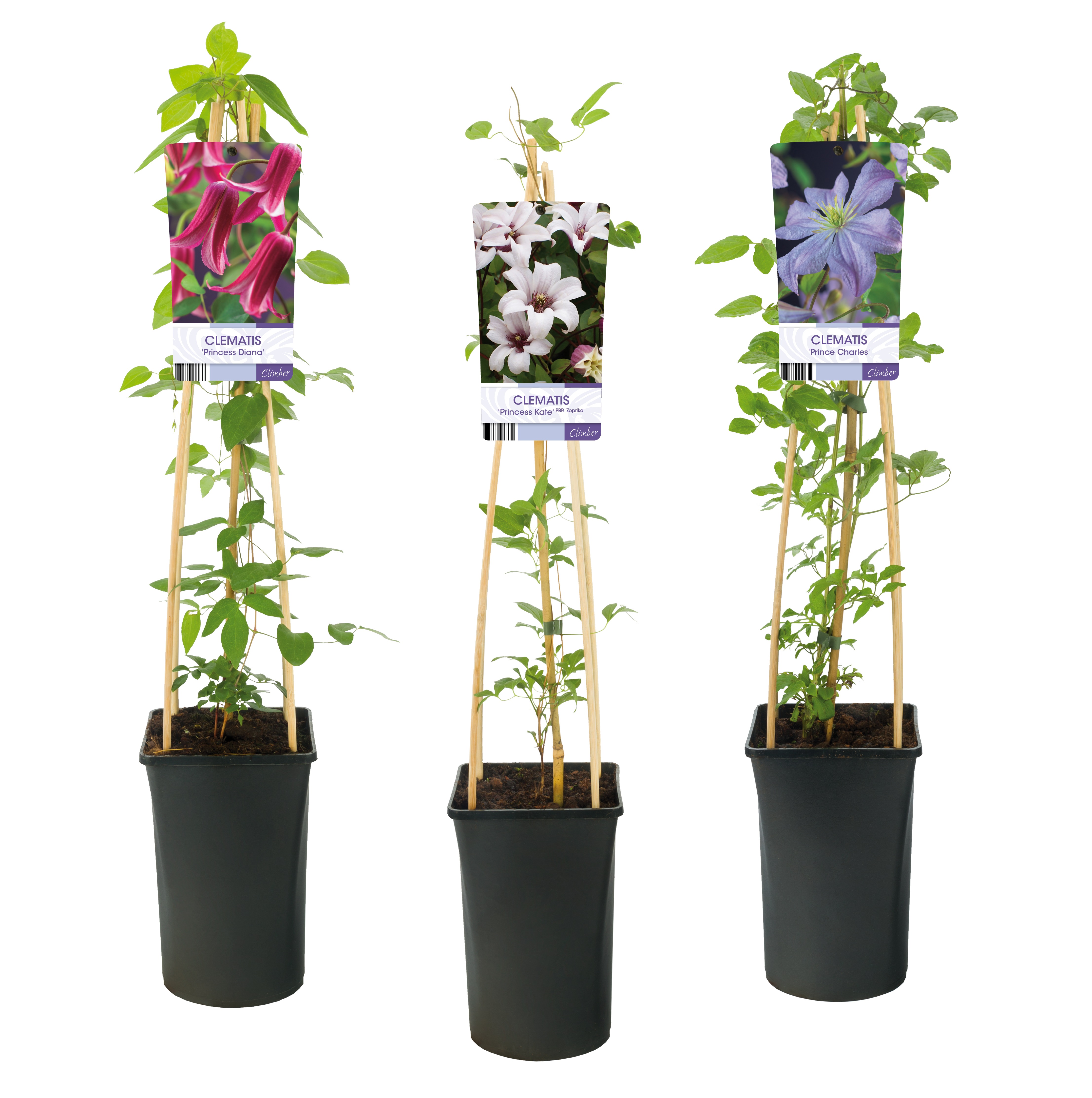 Picture of Clematis Royals in varieties P17 (2 Ltr) Square