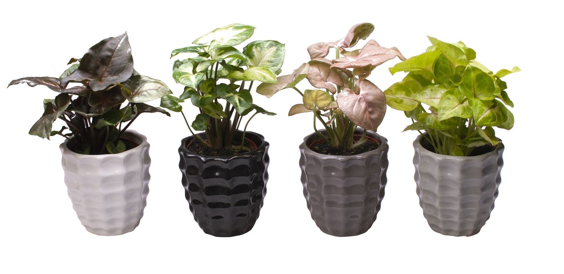 Syngonium L 65437 with Syngonium Mix