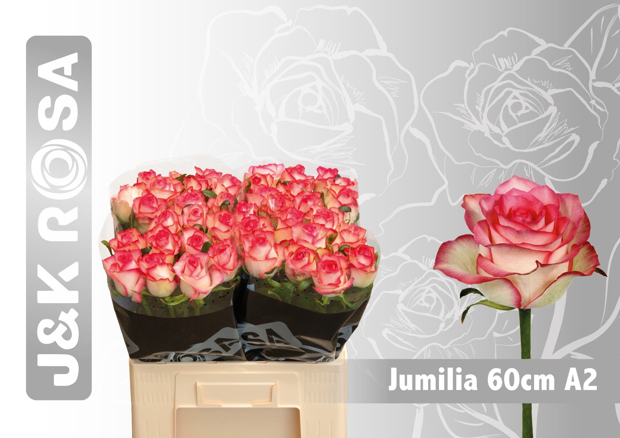 Rosa Jumilia 60cm