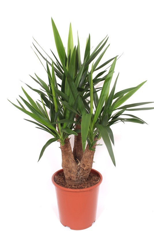 Yucca elephantipes 3+ armen