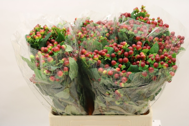 Hypericum Magical Season Big Brown 60cm