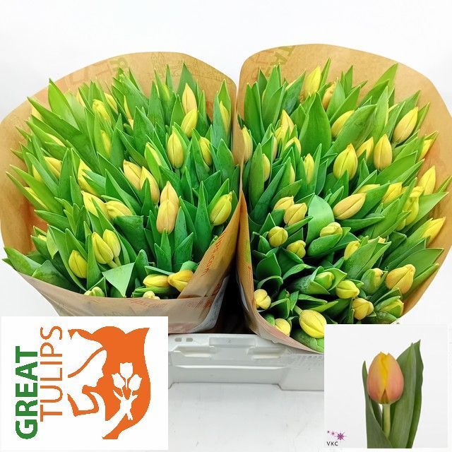 Tulipa Marit 38cm 42gram