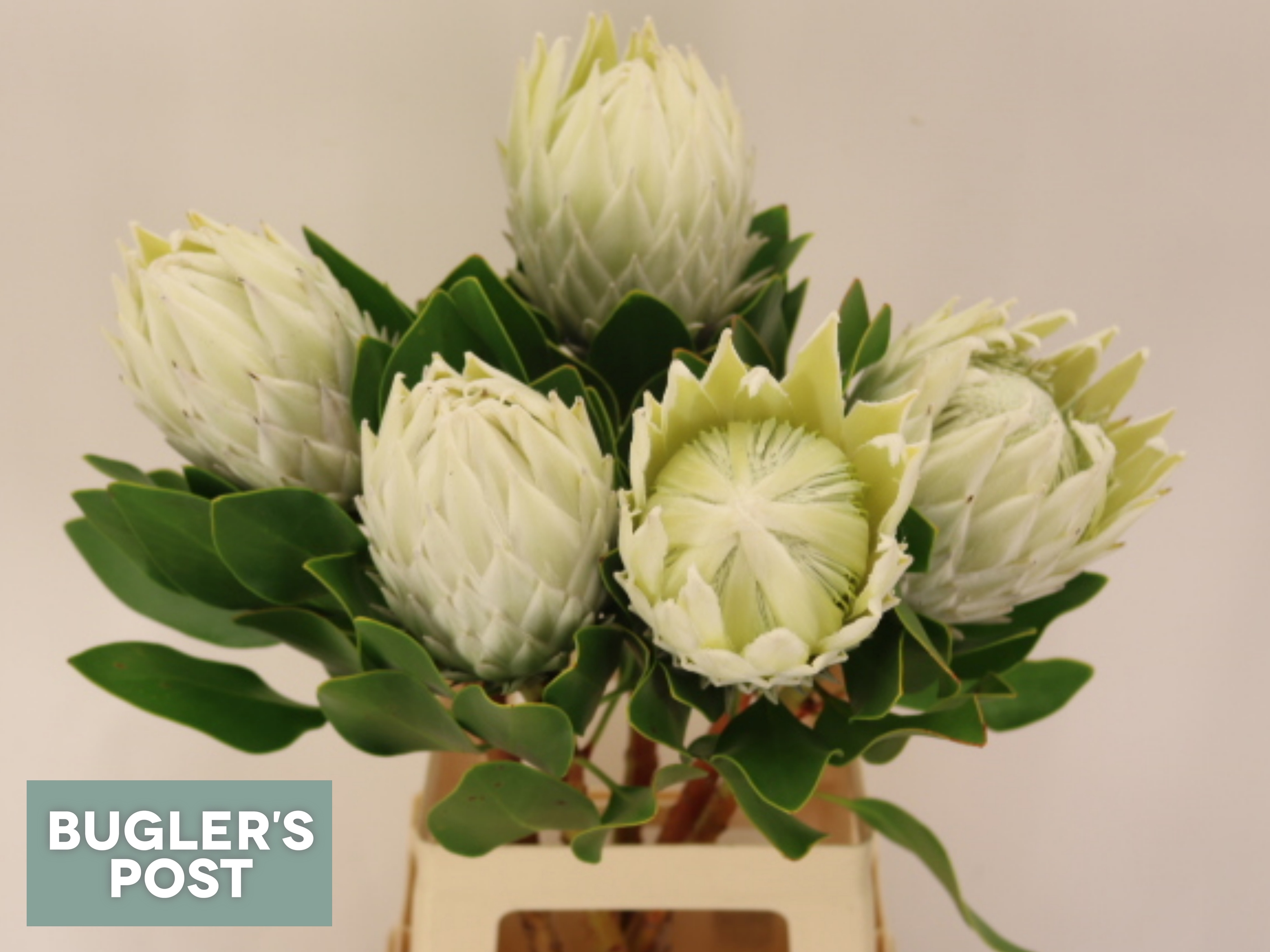 Protea Cy Arctic Ice 70cm