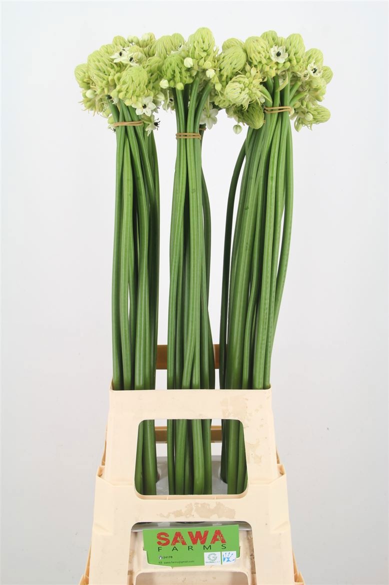 Ornithogalum Arabicum 80cm