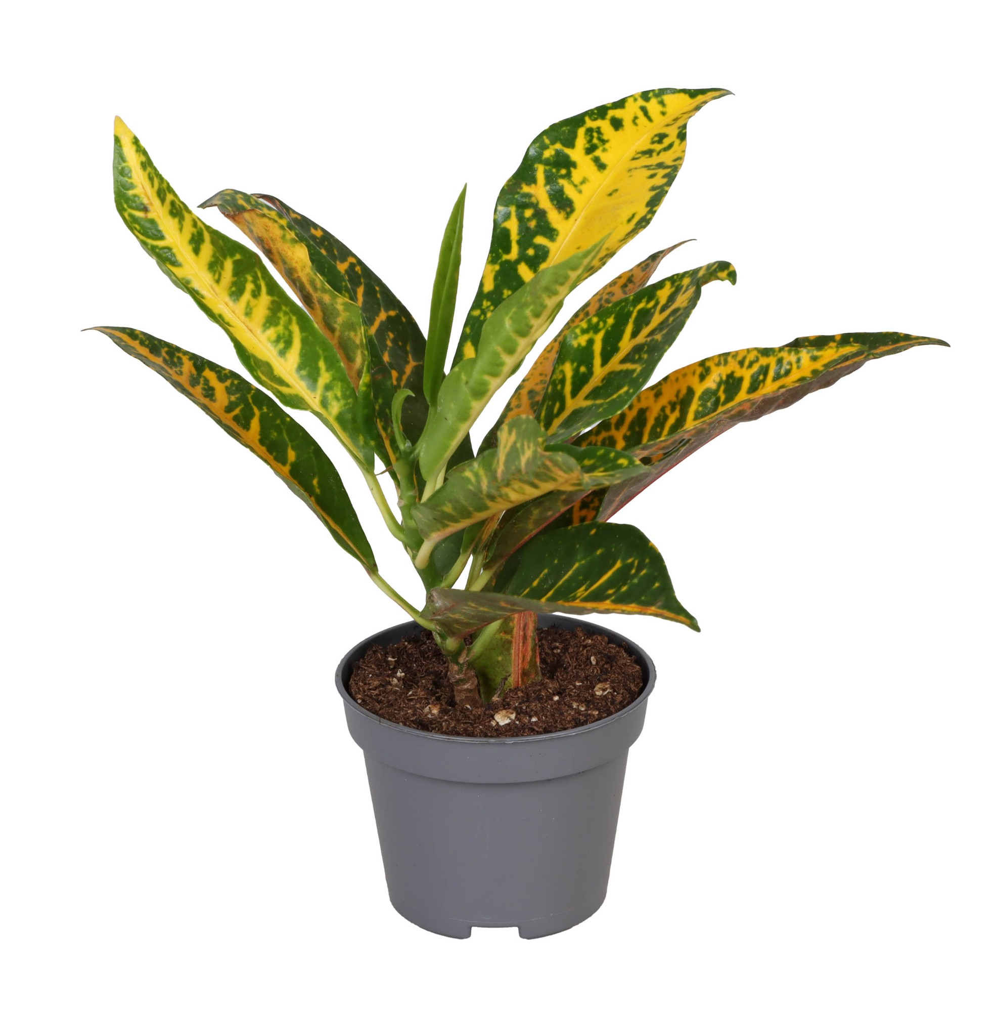 Picture of Codiaeum Moar Yellow P6 12CM