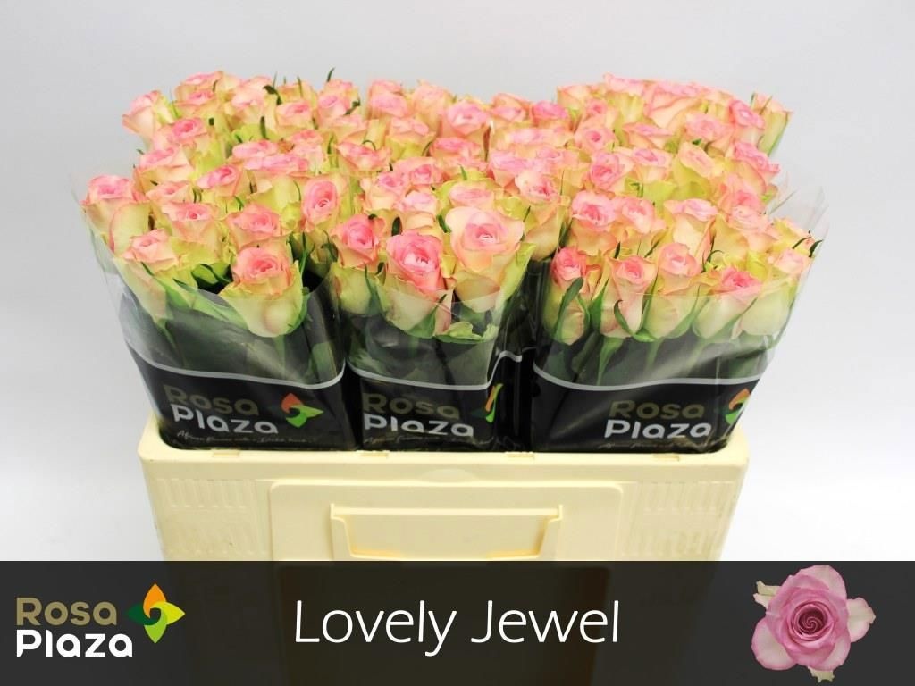 R Gr Lovely Jewel