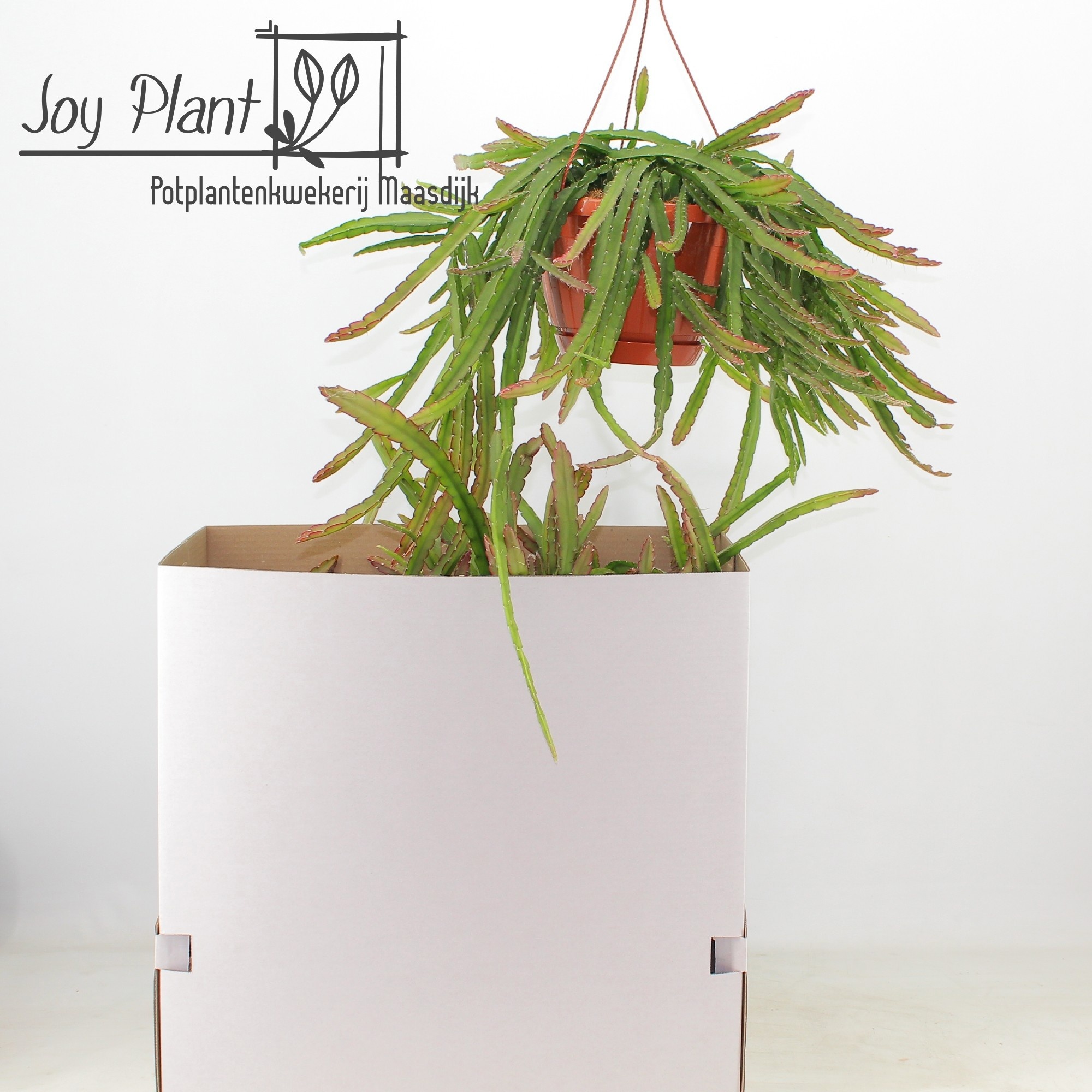 Lepismium Cruciforme 21P 40H