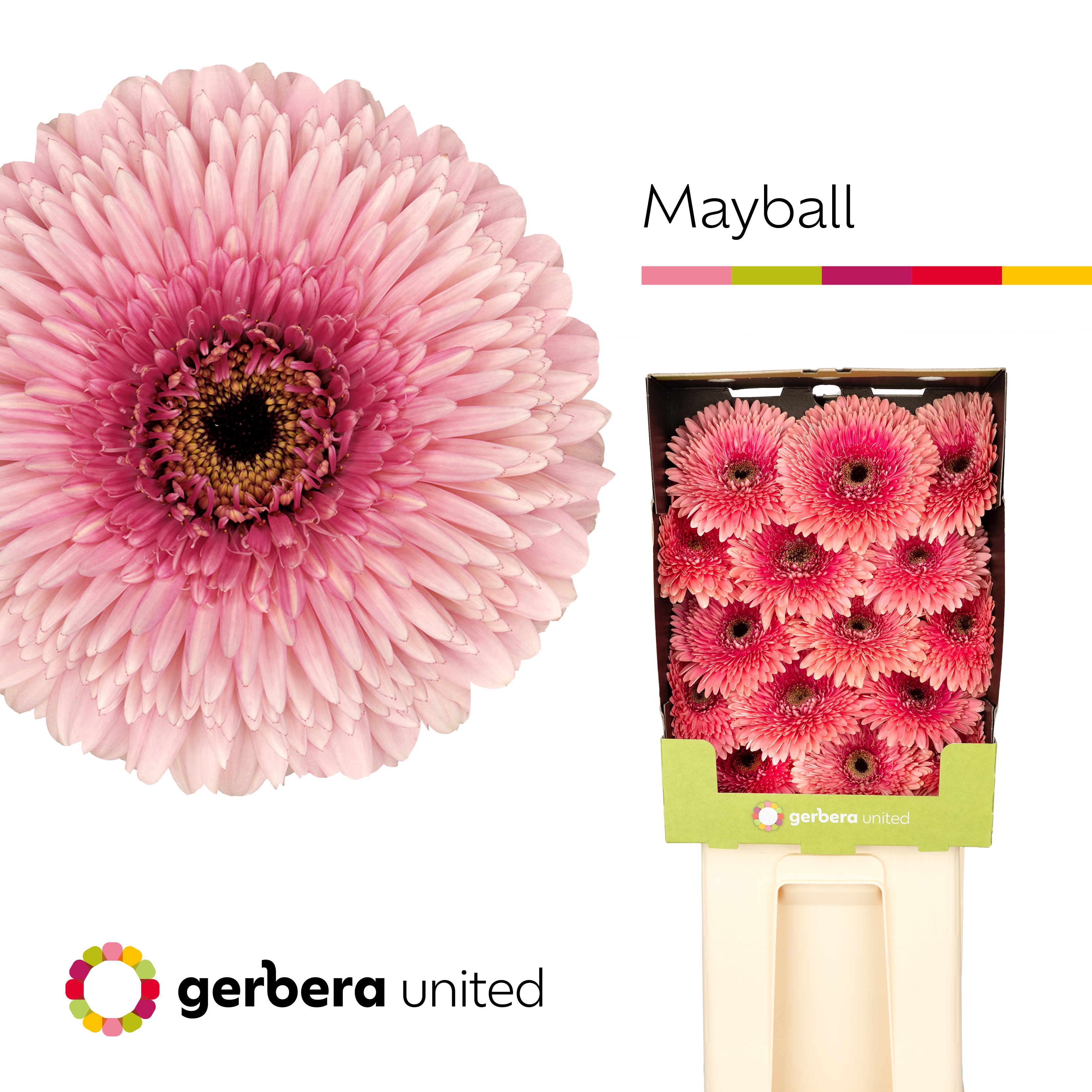 Ge Gb Pom Mayball