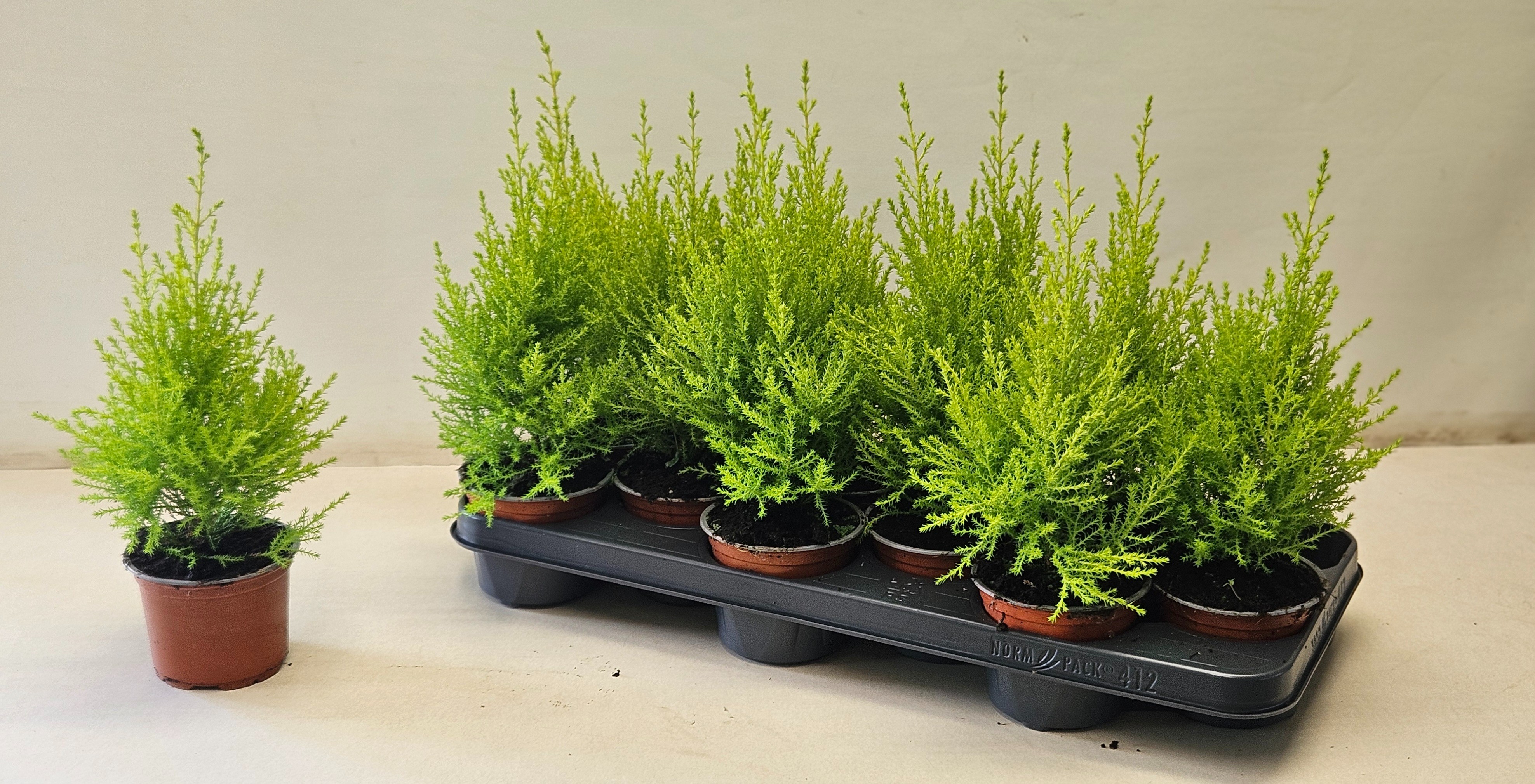 Picture of cupressus Goldcrest Wilma "p10,5 piramide"