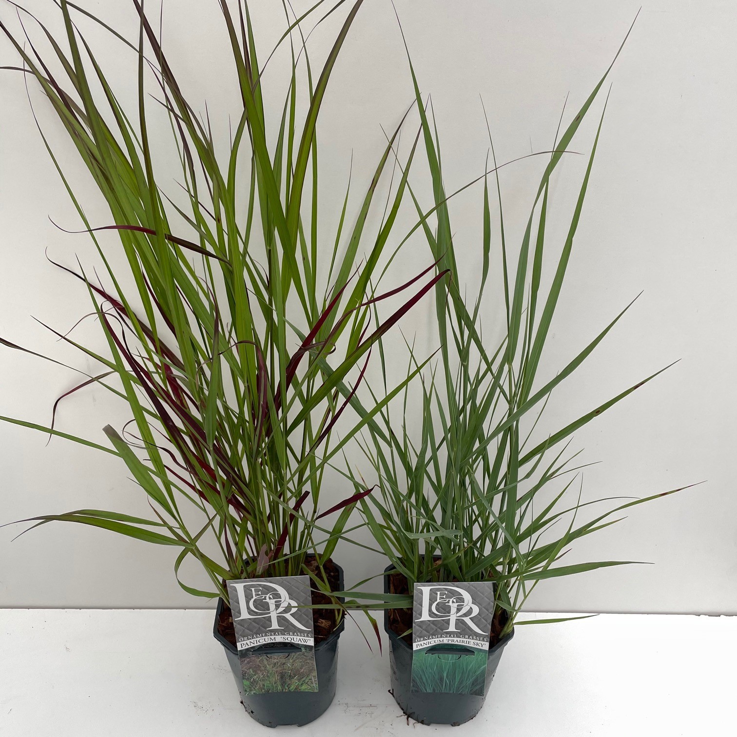 Panicum mix