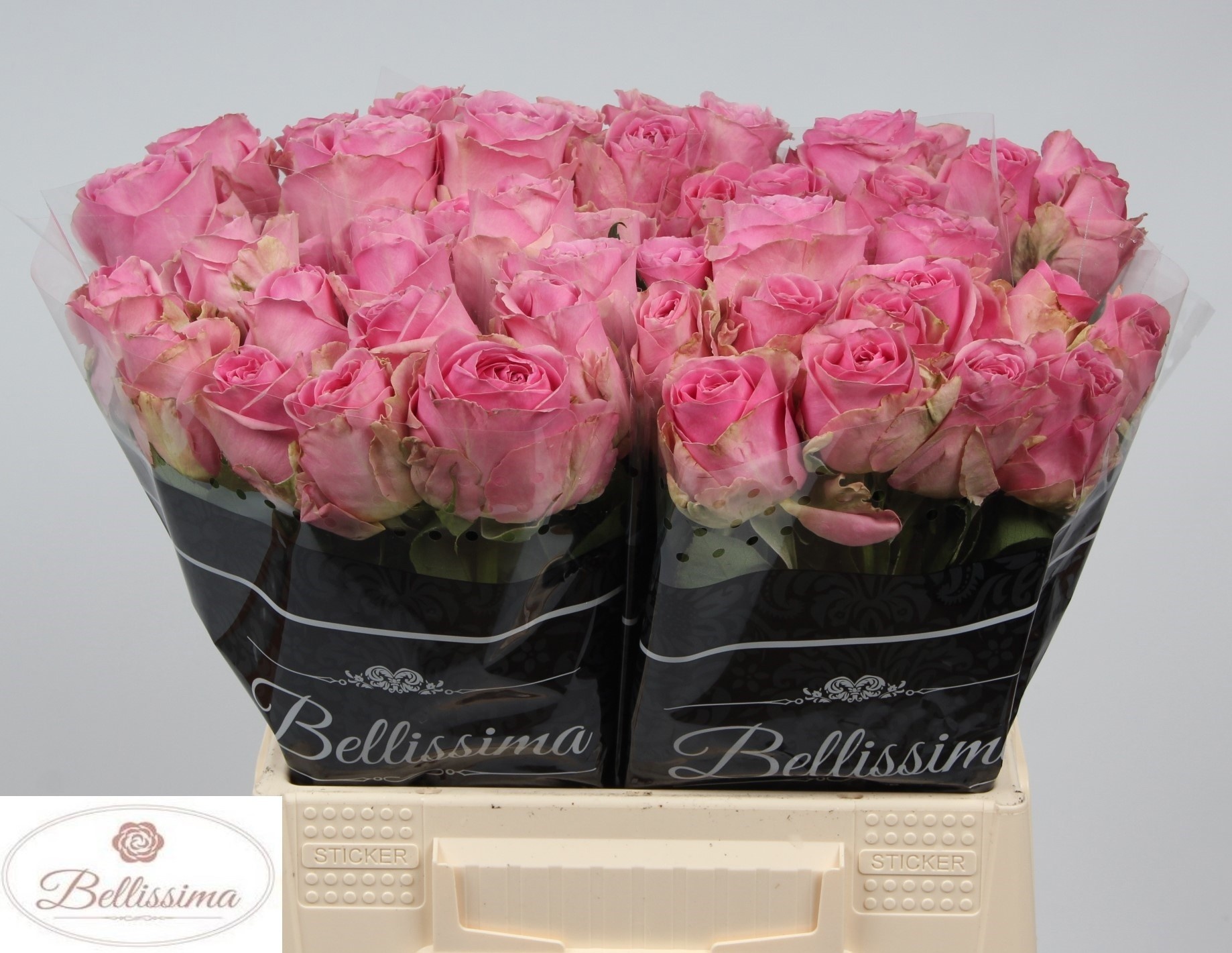 Rosa Wham 40cm