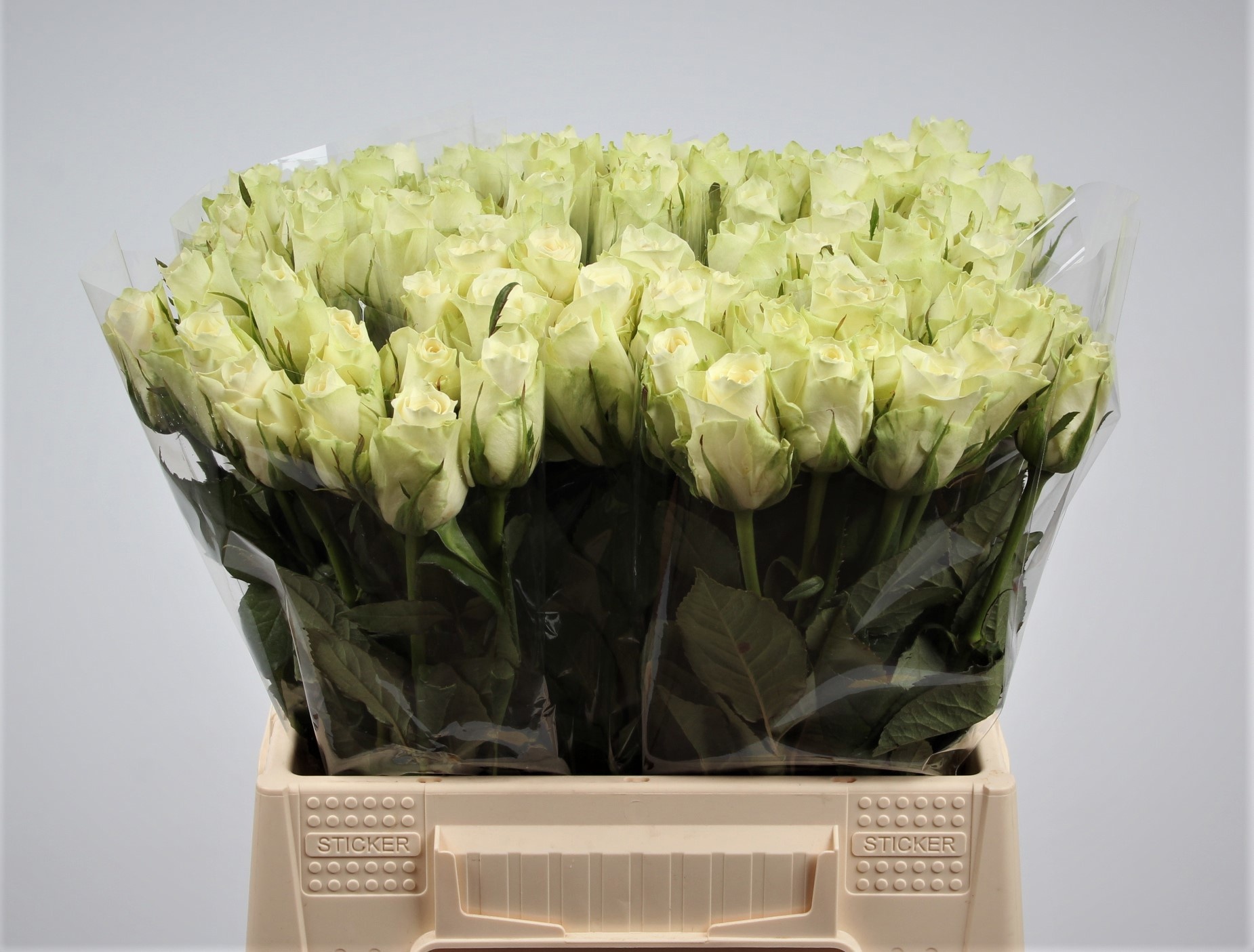 Rosa Athena 40cm