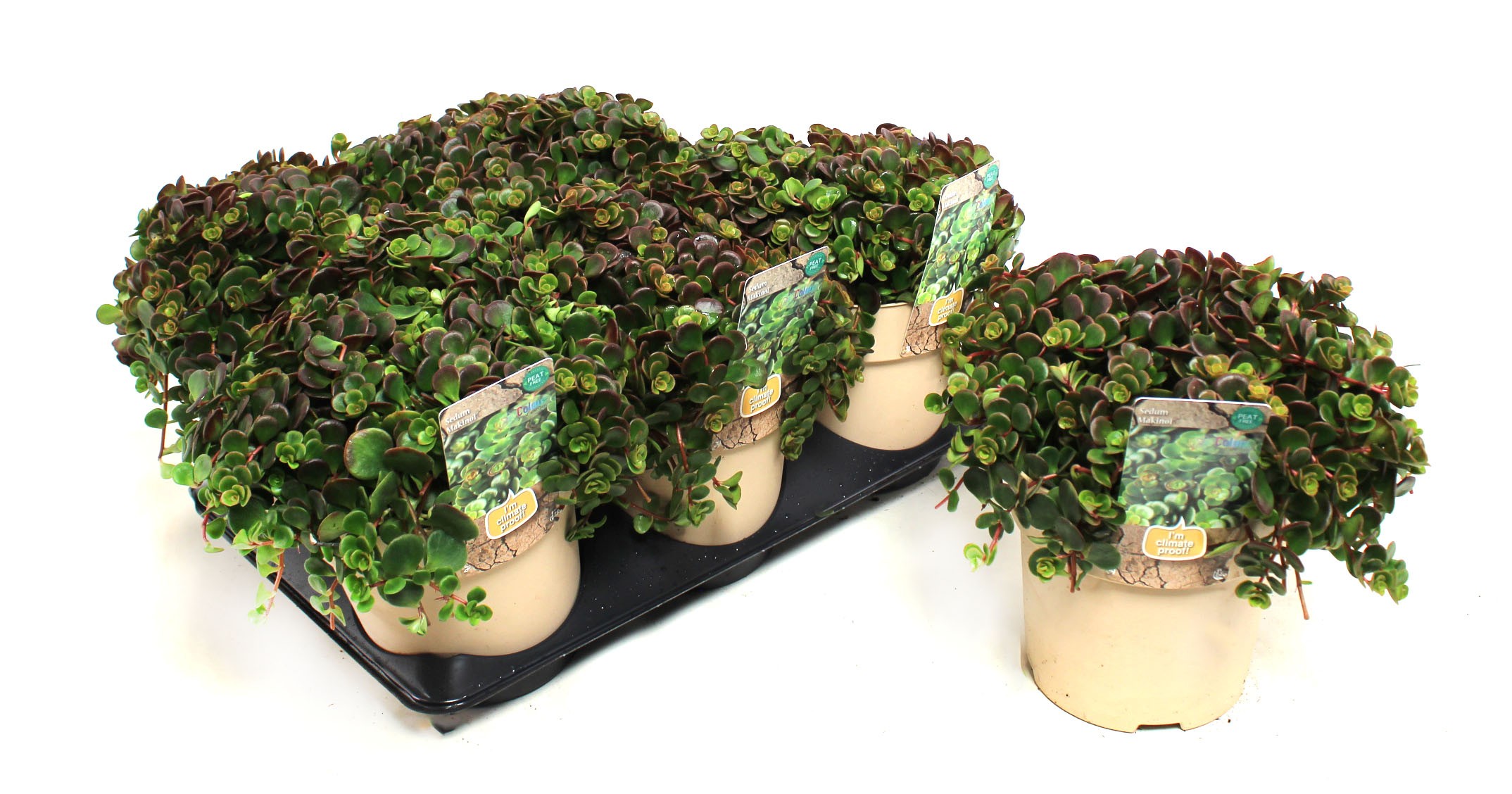 Picture of Sedum Makinoi (Climate Proof) P15