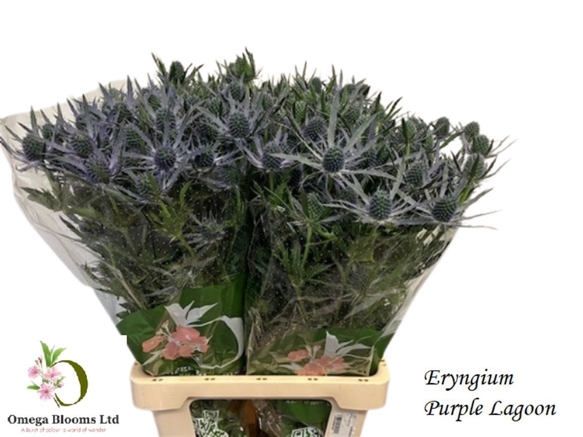 Eryn Mag Purp Lagoon 70cm