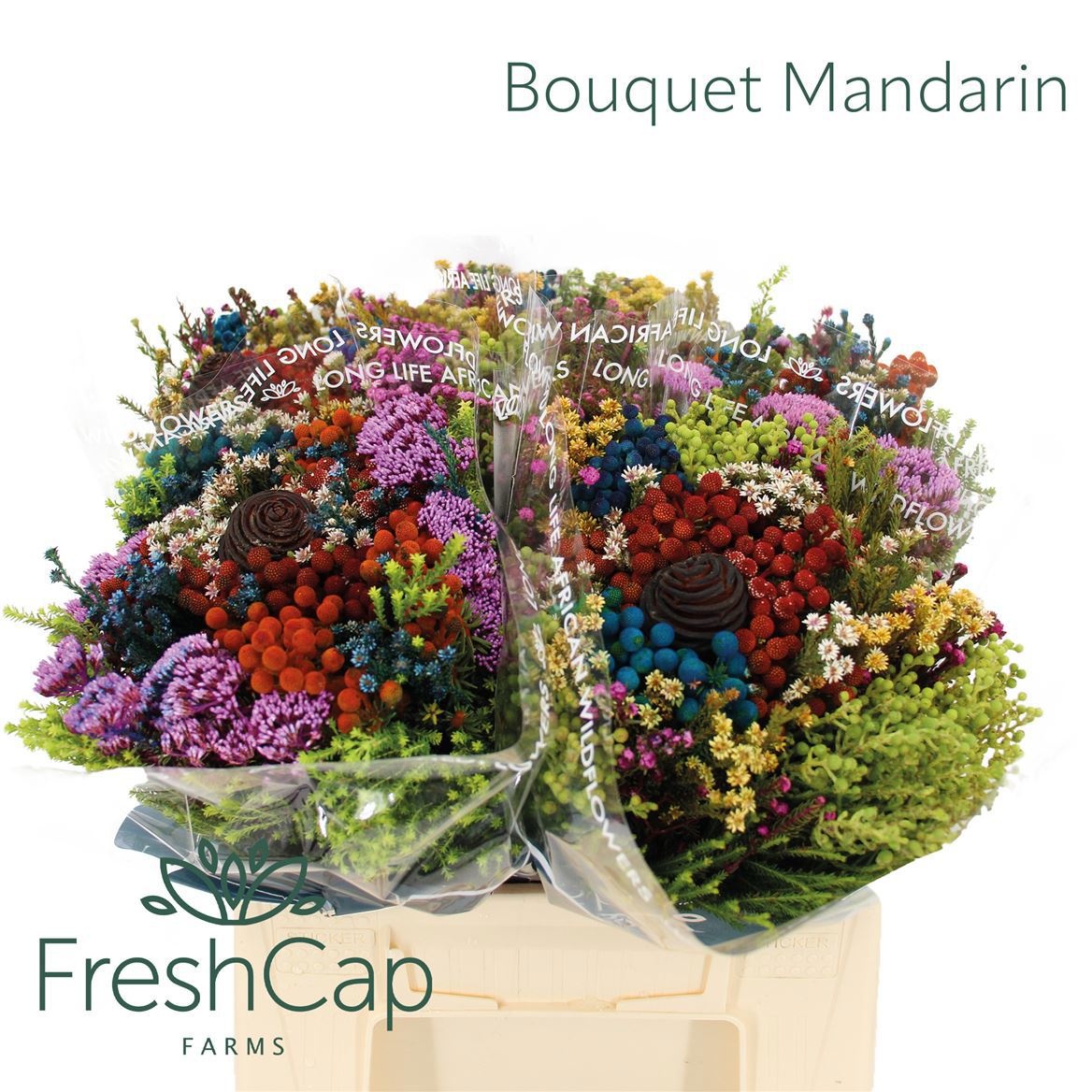 Cape Green Mixed In Bunch (BERZELIA) 40cm