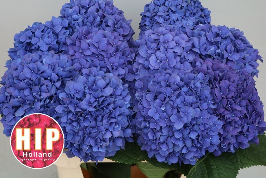 Hydrangea Pimpernel 80cm 20Ø