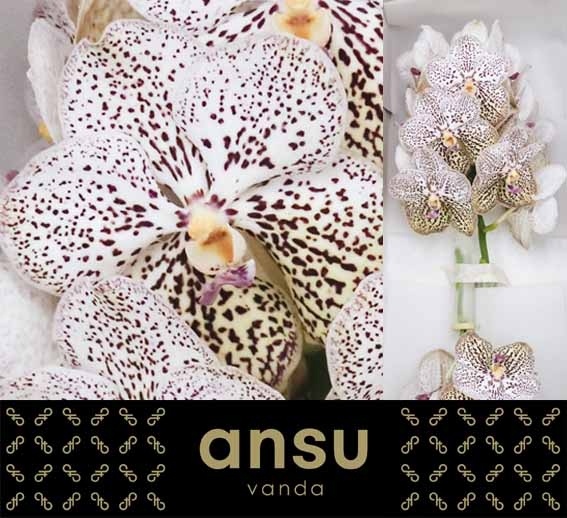 Vanda Su Pur Confet