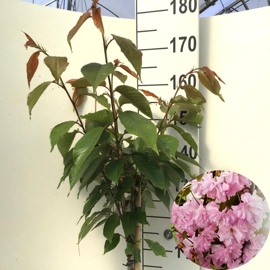 Picture of Prunus serrulata Kanzan P26 (7.5 Ltr) 120/STD