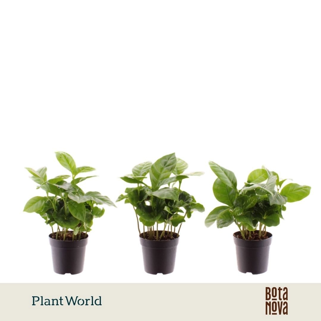 Coffea arabica