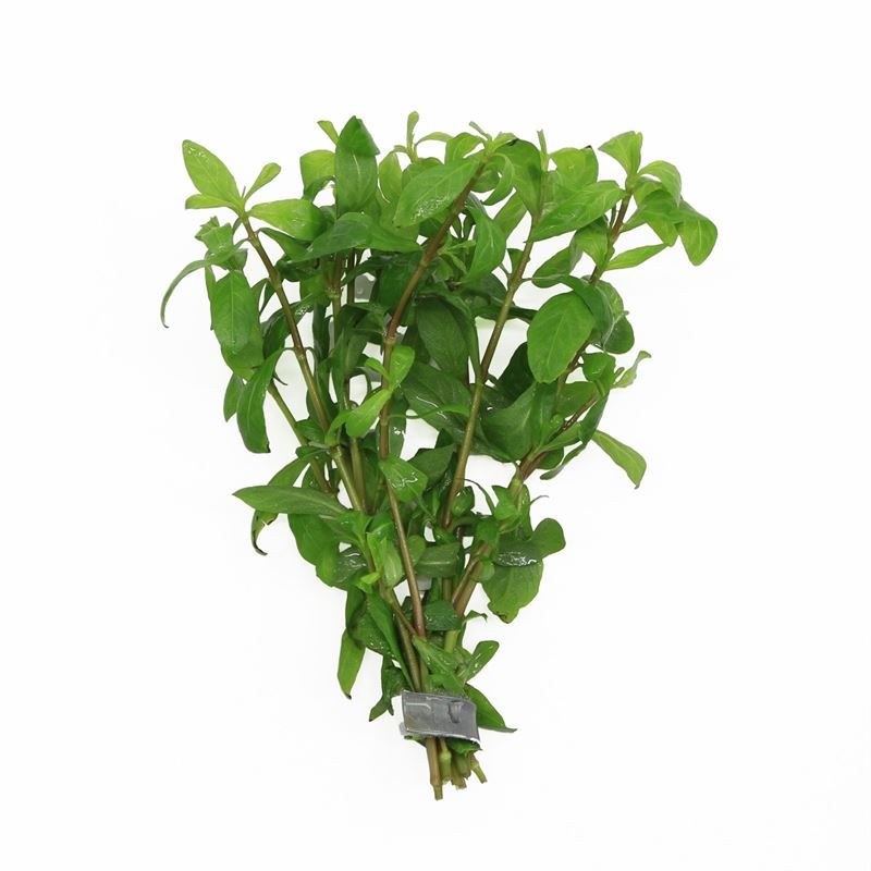 Hygrophila polysperma (Bos)