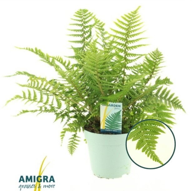 Picture of Dryopteris affinis