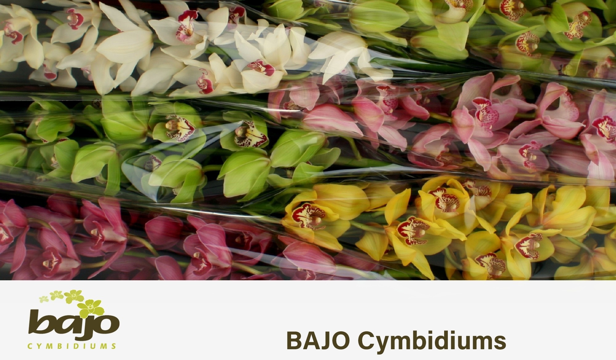 Cymbidium Asst 13bl