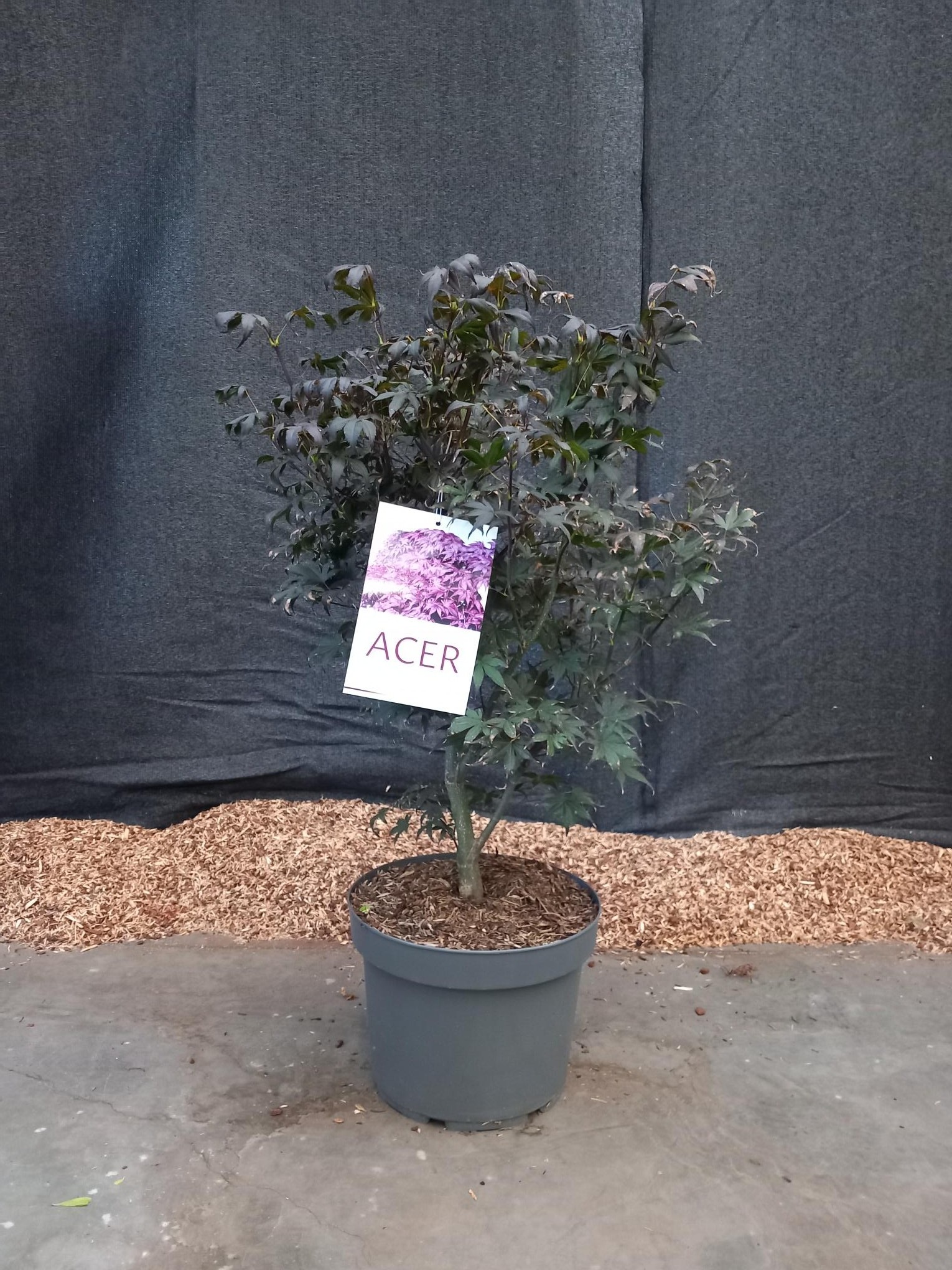 Picture of Acer palmatum Bloodgood