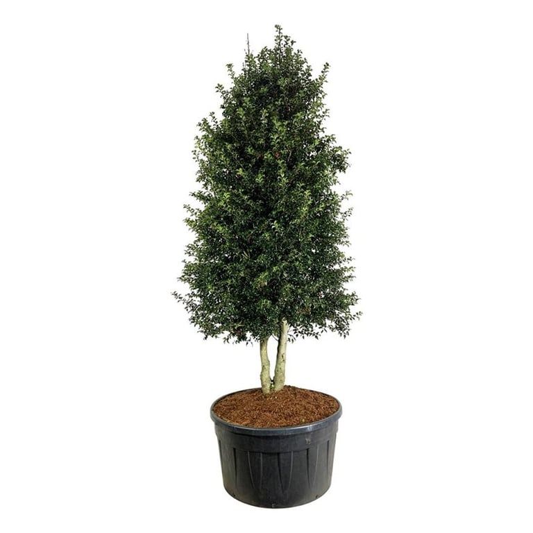 Ilex aquipernyi Dragon Lady ('Meschick')