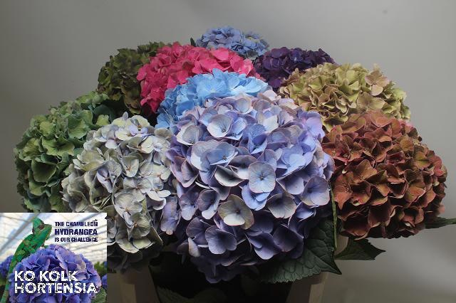 Hydrangea Mixed 60cm 20Ø