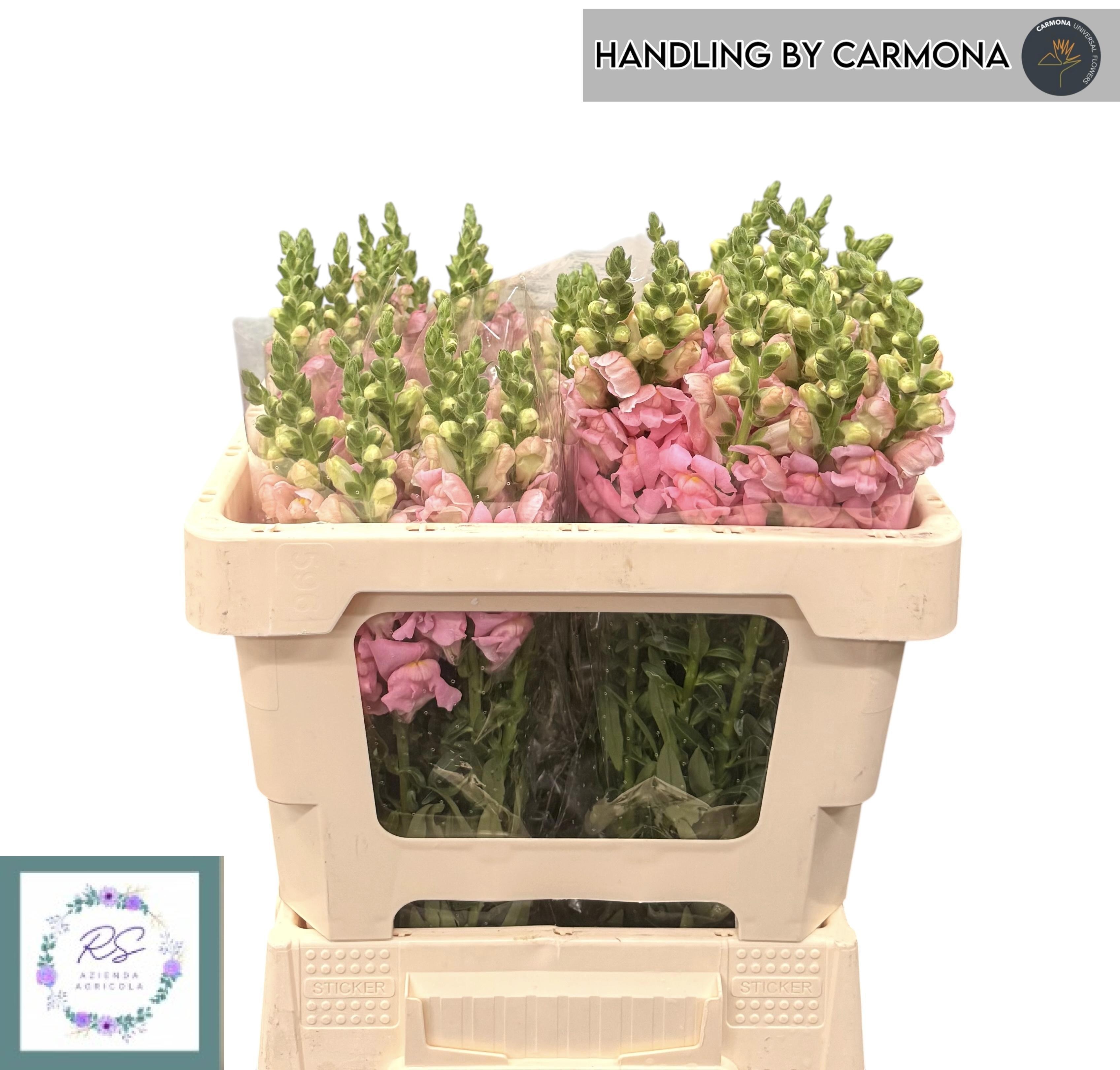 Antirrhinum Poto Early Pink 50cm
