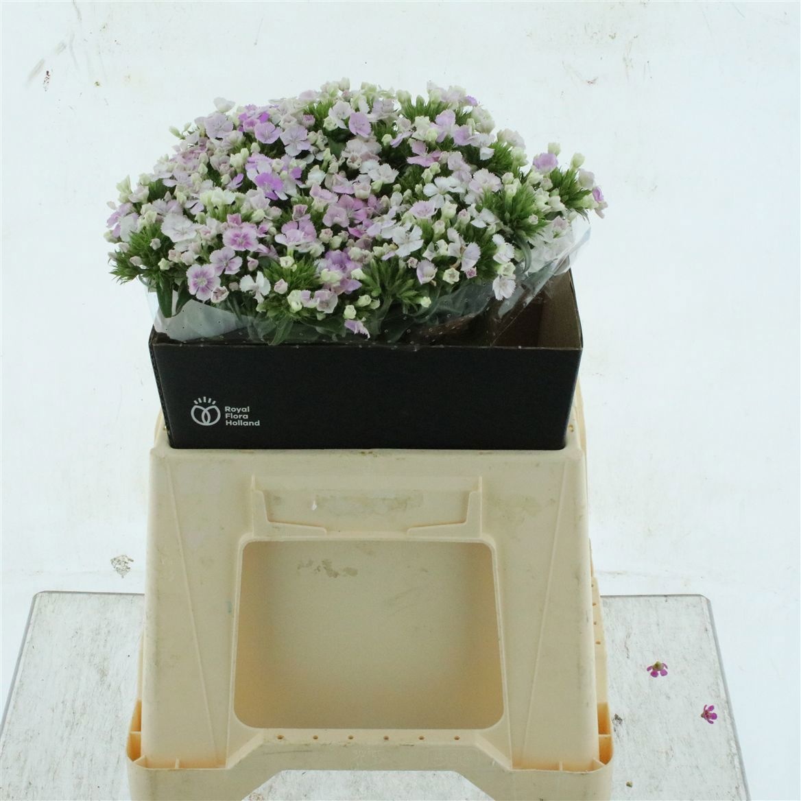 Dianthus Barb Neon Pink 40cm