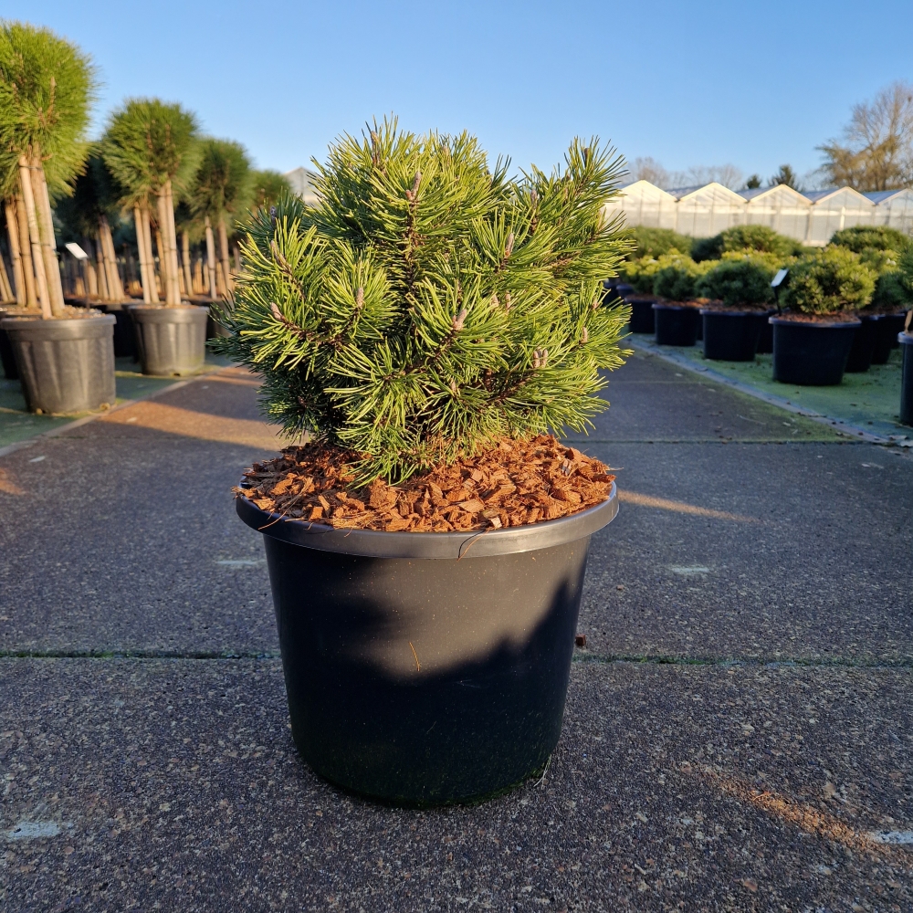 Picture of Pinus mugo Mops C12 30/40