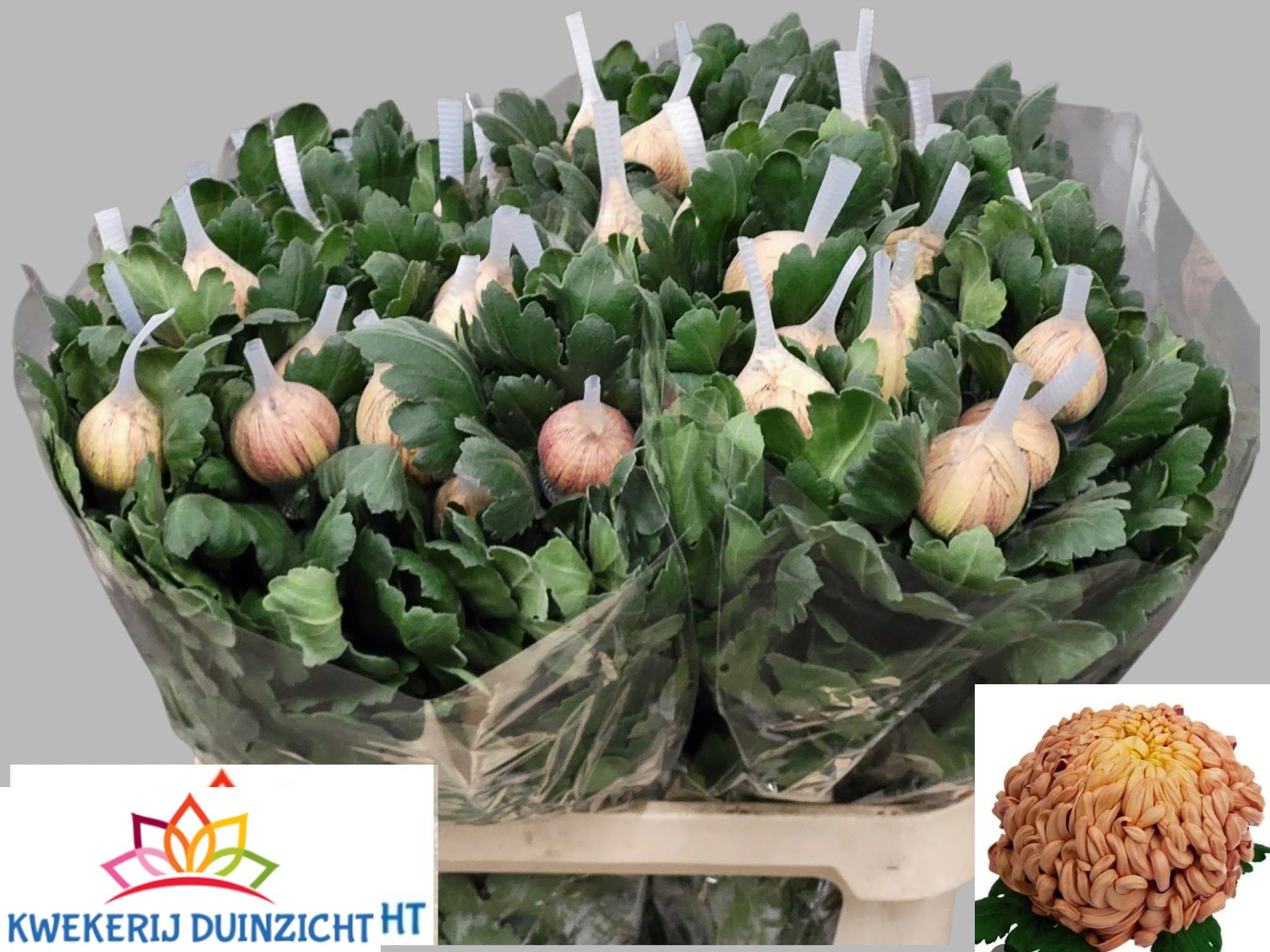 Chrys Single Vienna Copper 80cm 125gram