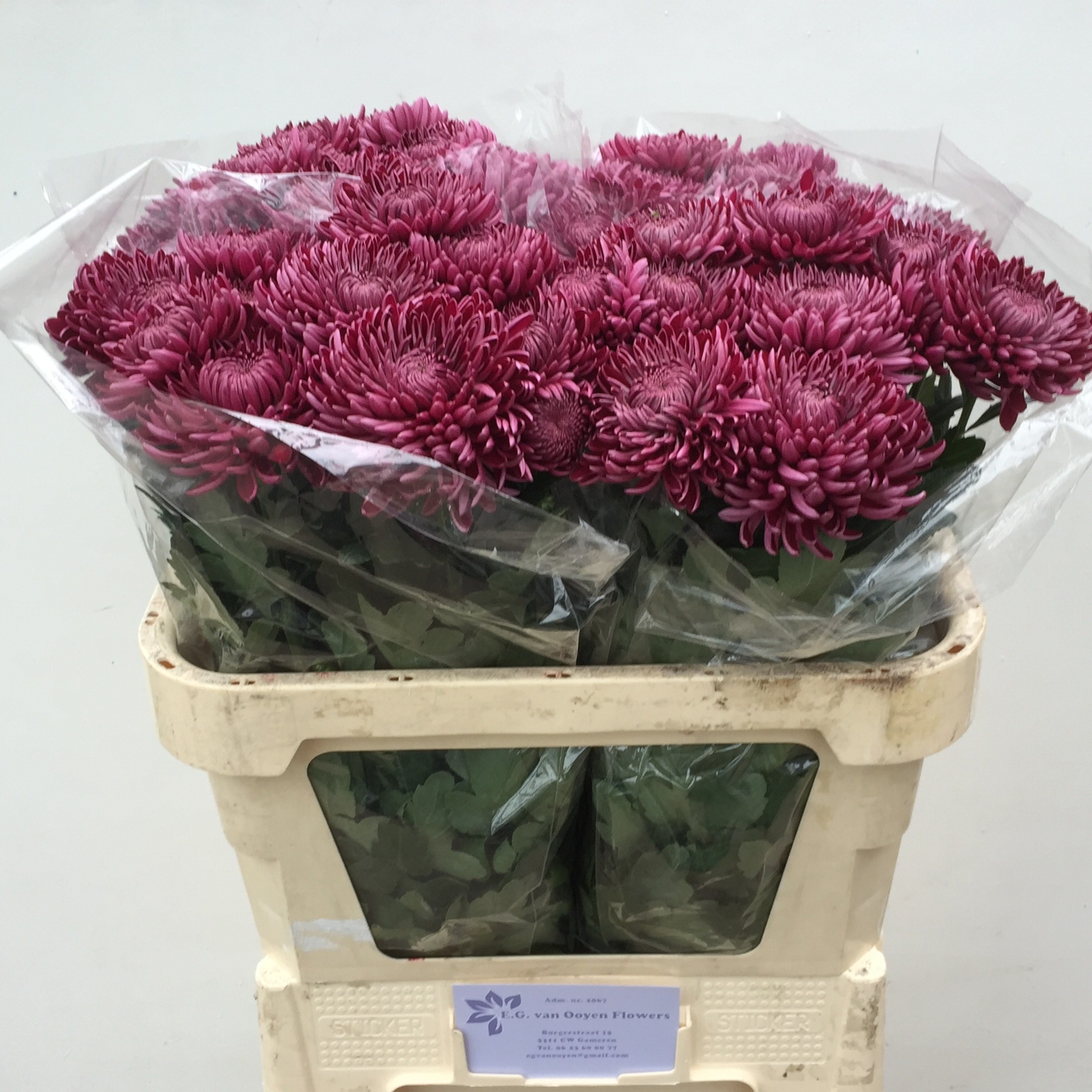 Chr G Bigoudi Purple 70L.cm 85gram 23bloei