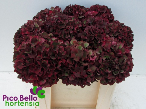 Hydrangea Ruby Red Classic 50cm 18Ø