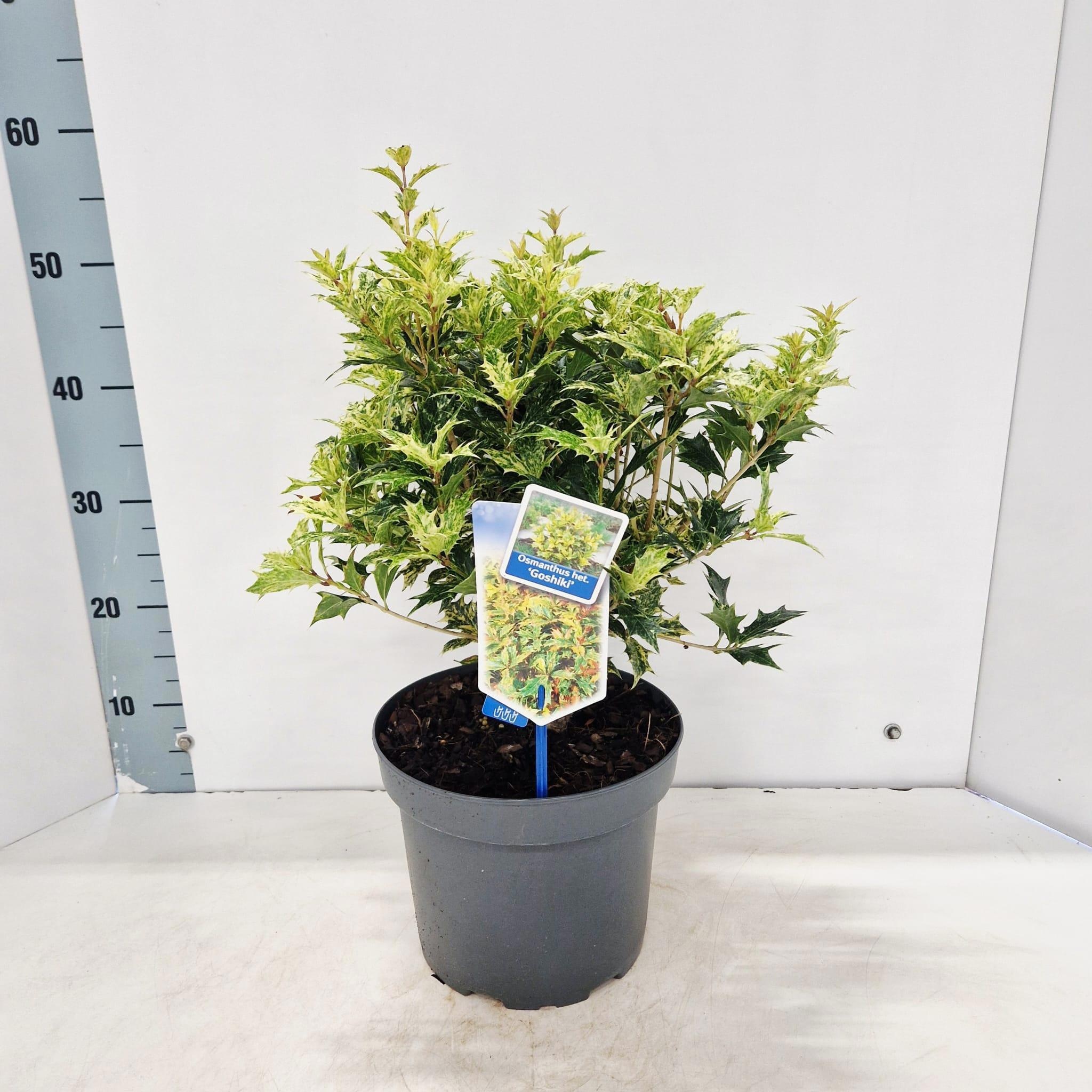 Osmanthus heterophyllus 'Goshiki'