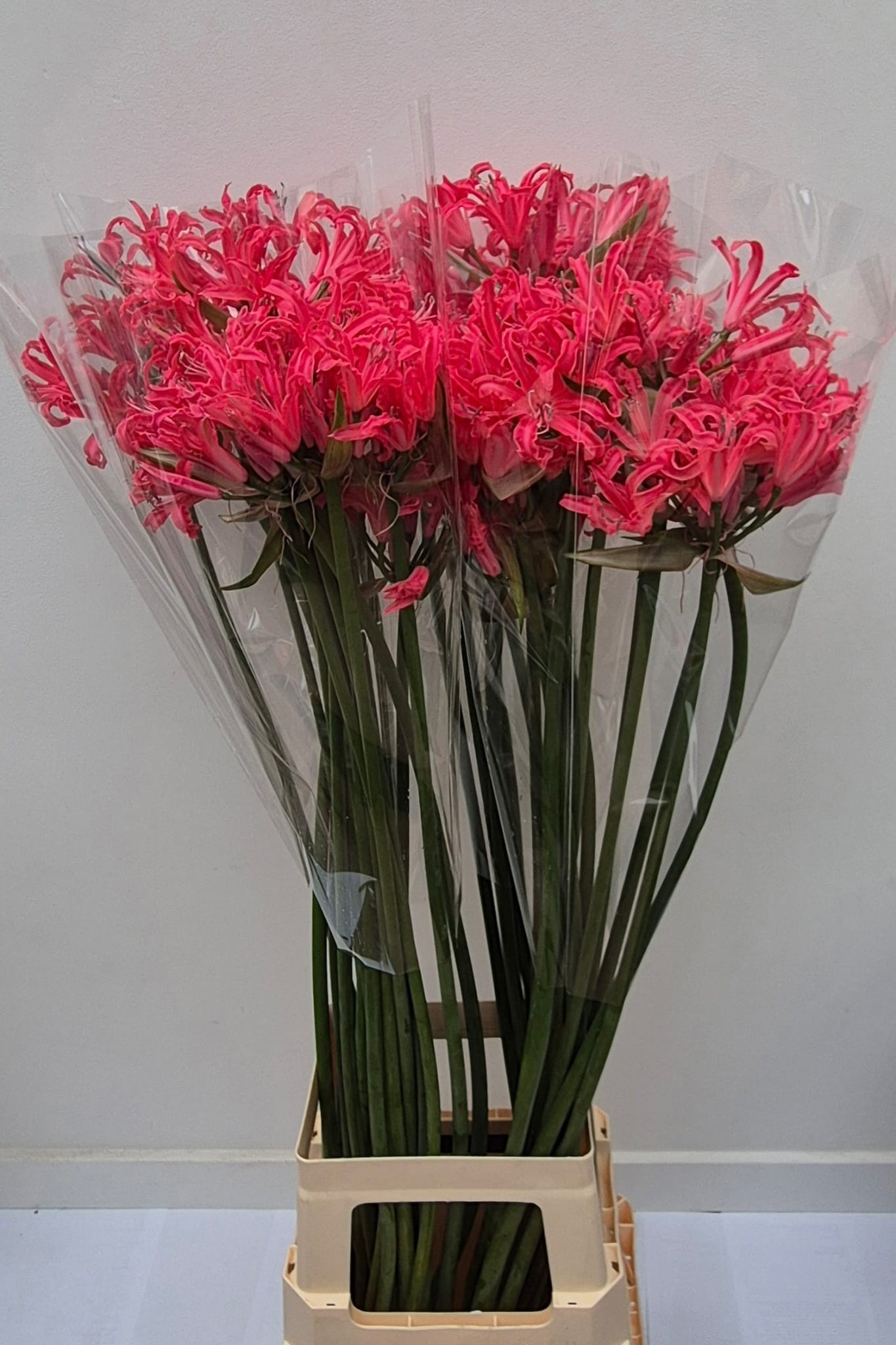 Ne Elegance Casandra 80cm