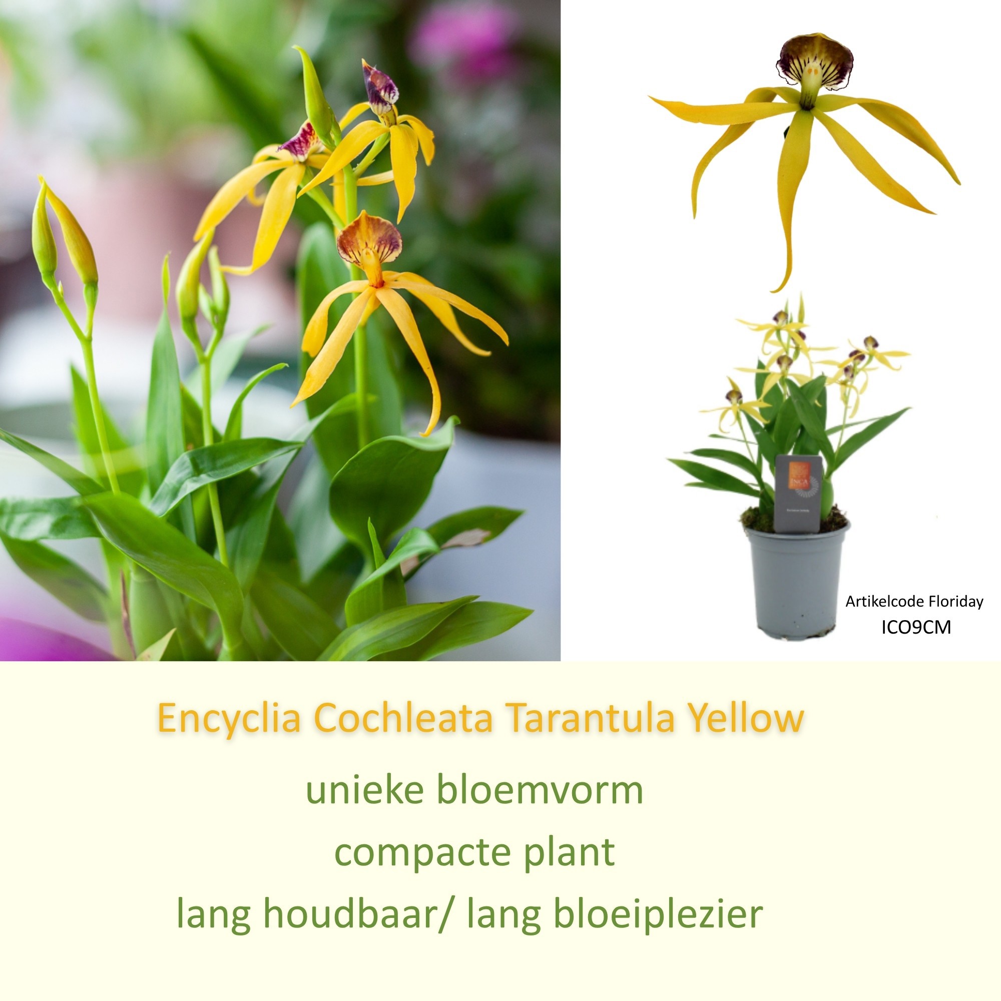 Inca Cochleata Encyclia 'tarantula Yellow' 9cm