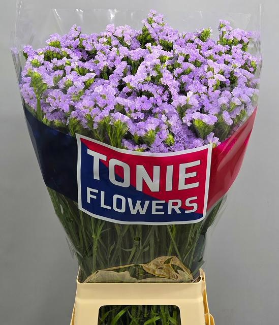 Lim S Tonie Lavender