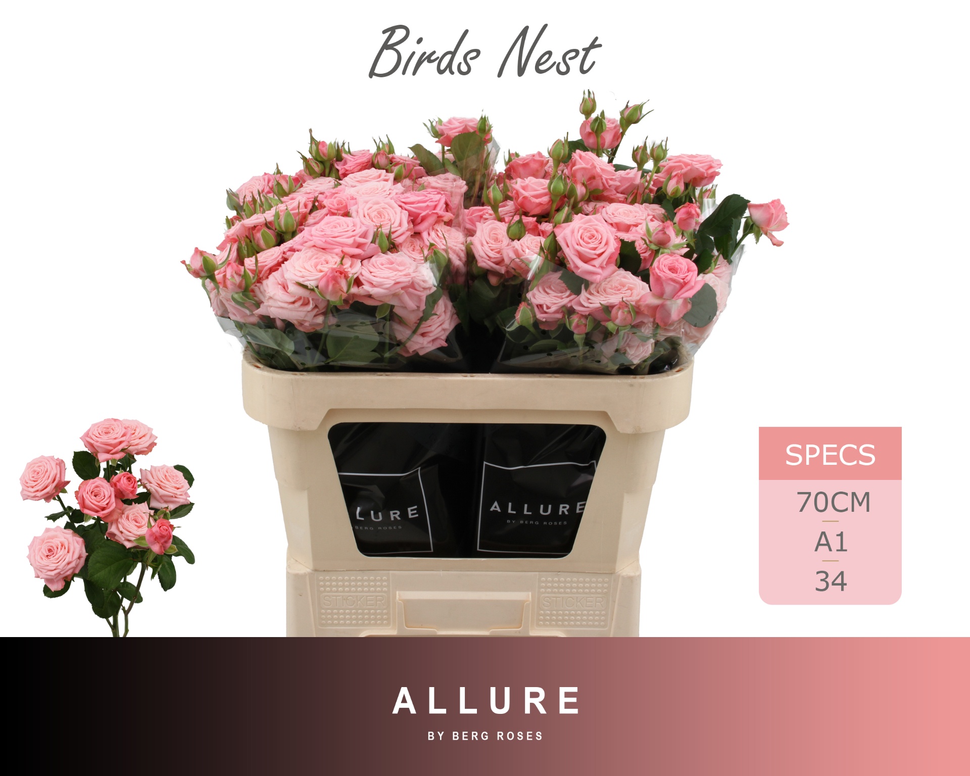 Rosa Spr Birds Nest+ 70cm