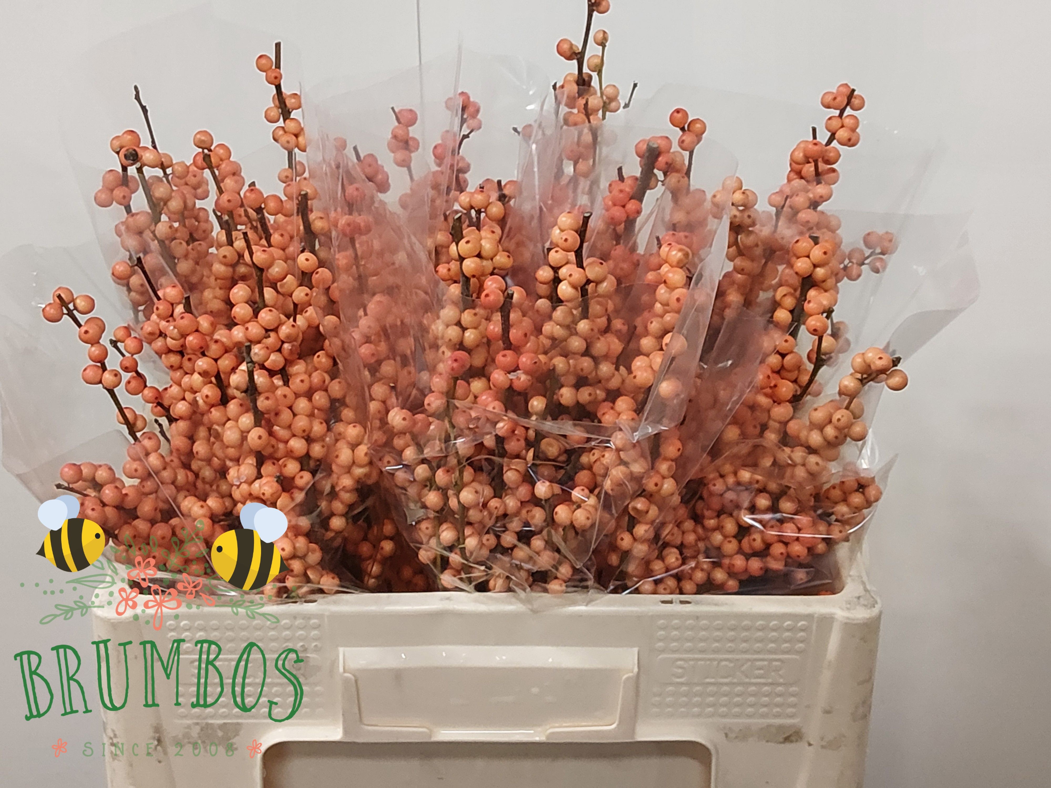 Ilex Winter Gold 50cm
